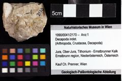 Foto (Objket + Etiketten) von Decapoda indet. 